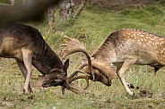 Fallow Deer