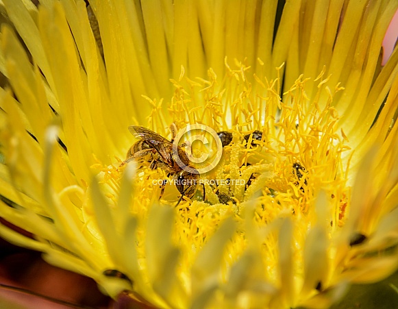 Cape Honey Bee