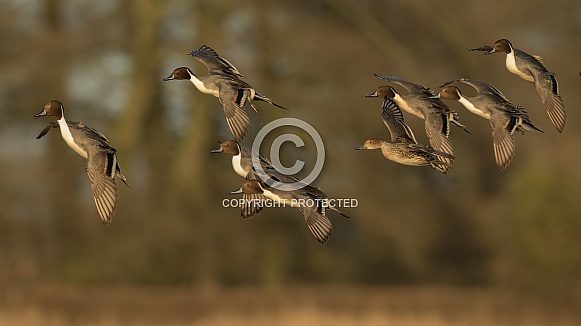 Northern Pintail Ducks in Flight