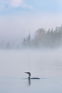 Common Loon (Gavia immer)