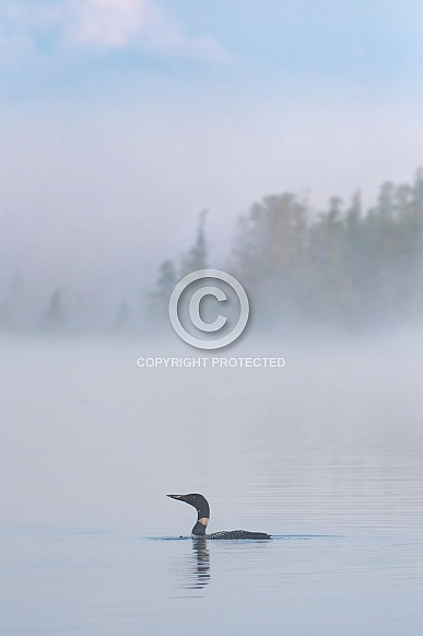 Common Loon (Gavia immer)
