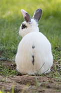 Barnyard Rabbit