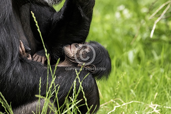 Newborn Chimpanzee In Mothers Arms