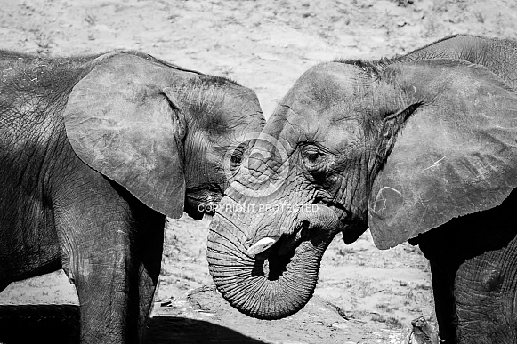 African Elephants