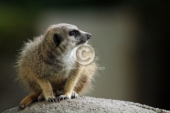 Meerkat