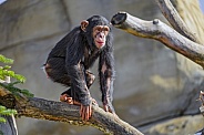 Chimpanzee on branch