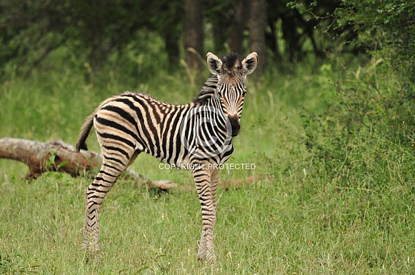 Zebra