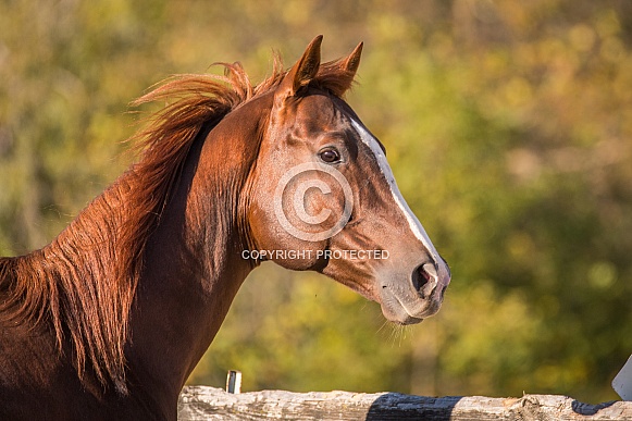 Chestnut Thoroughbred