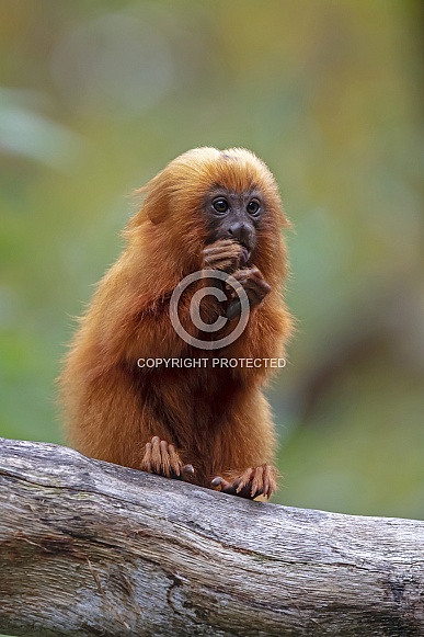 Golden Lion tamarin Leontopithecus rosalia Golden Lion tamarin Leontopithecus rosalia