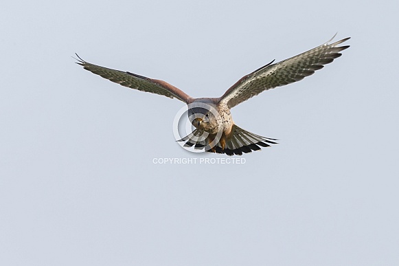 The common Kestrel