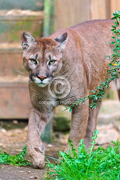 Cougar