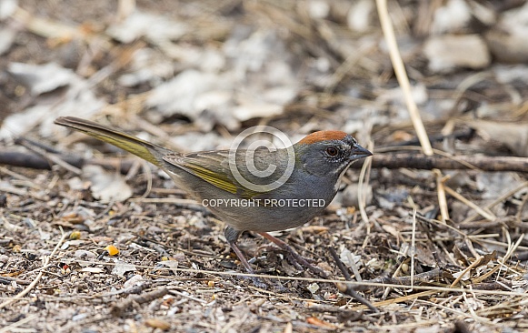 Green-tailed Towhee Green-tailed Towhee