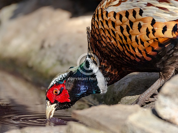 A Pheasant Drinking