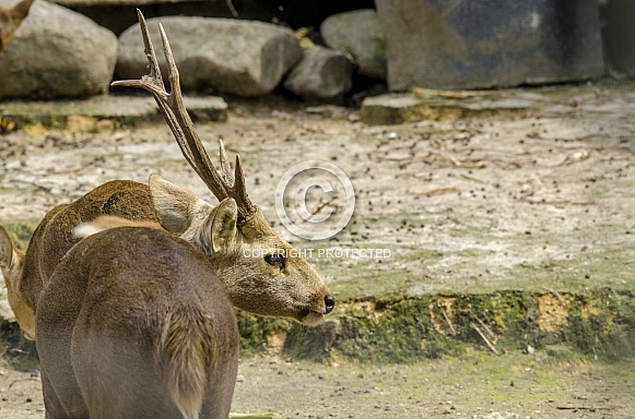 Hog Deer Hog Deer