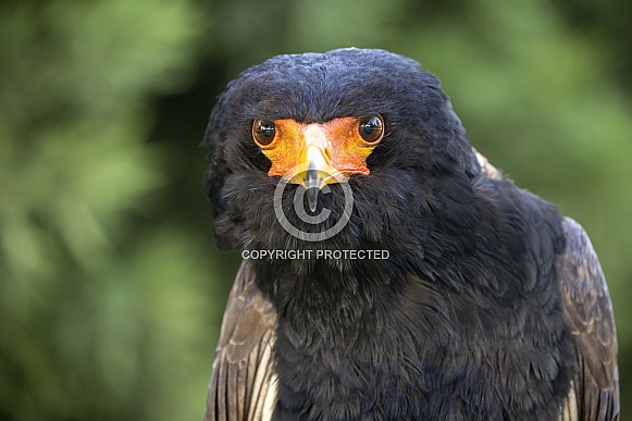 Bateleur (Terathopius ecaudatus)