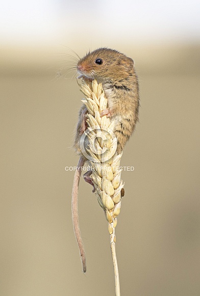Harvest Mice