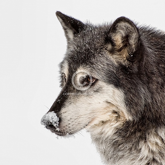 Tundra Wolf Portrait