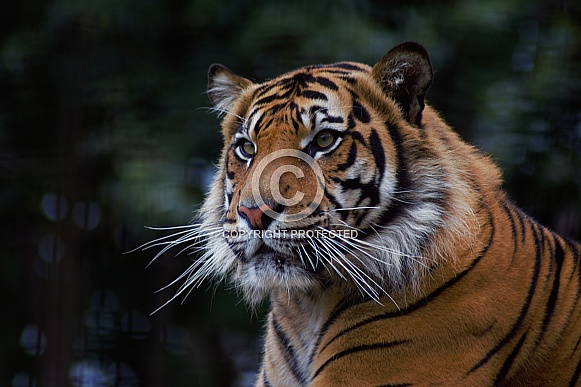 Sumatran Tiger Sumatran Tiger