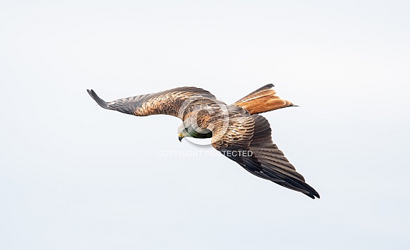 Red Kite