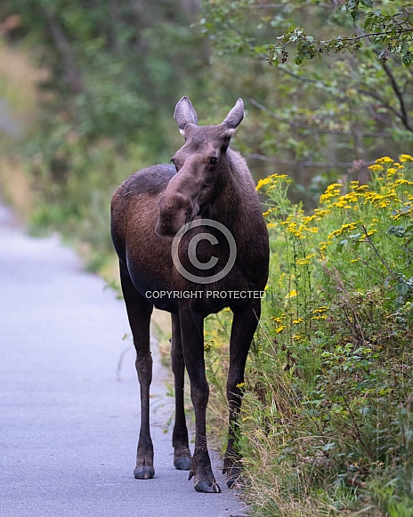 Moose on a path by vegetation