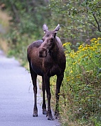 Moose on a path by vegetation