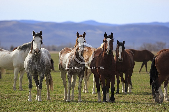 Wild Ranch Horses Wild Ranch Horses