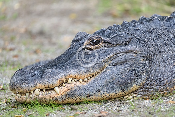 Portrait of an alligator