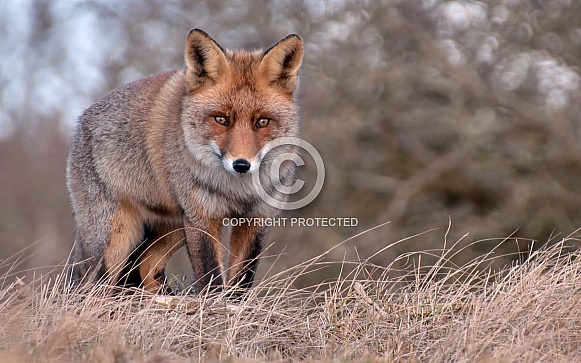 Red Fox Red Fox