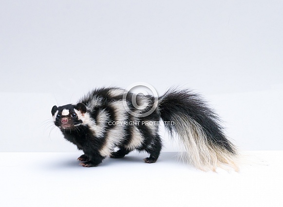 Spotted Skunk on White Background
