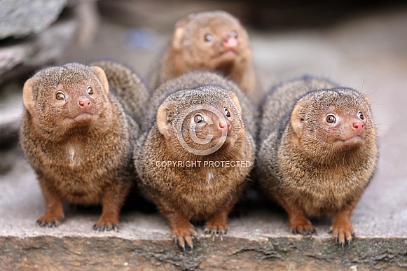 Dwarf Mongoose (Helogale parvula)