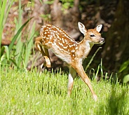 White tailed Deer
