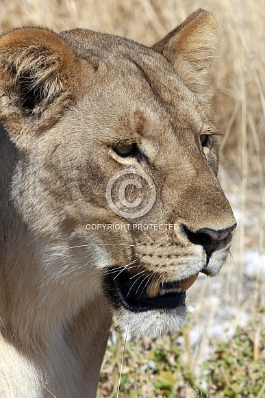 Lioness - Etosha - Namibia Lioness - Etosha - Namibia