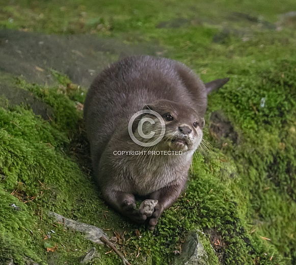 Otter Otter