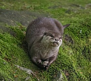 Otter
