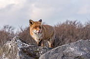 Fox on the stones