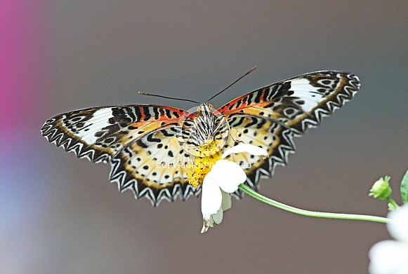 Leopard Lacewing