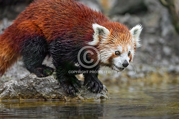 Red panda at the water