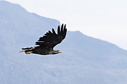 White tailed eagle or European Eagle