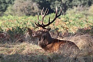 Red Deer resting