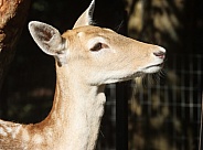 Fallow Deer