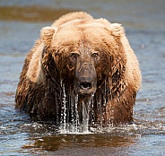 Brown Bear emerging from water