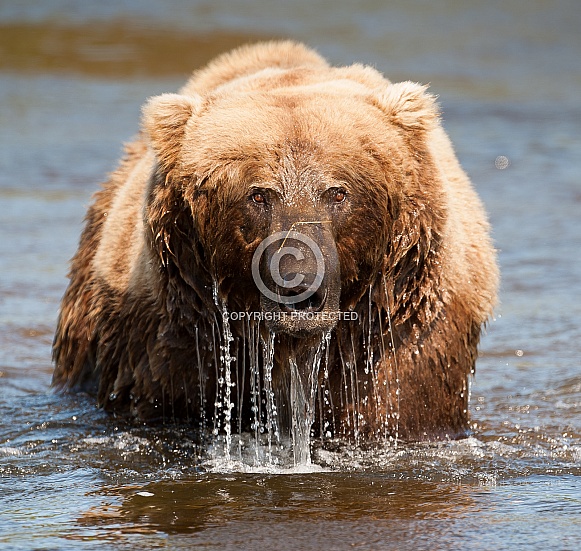 Brown Bear emerging from water