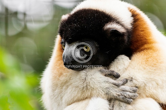Crowned Sifaka Curled Up Close Up