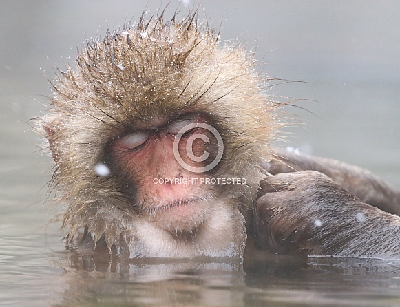 Snow monkey in hot spring