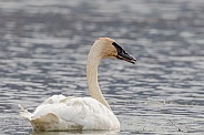 Trumpeter Swan Closeup at a Lake