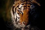 SiberianTiger-Tiger in Morning Light
