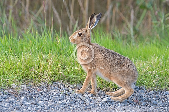 Brown Hare