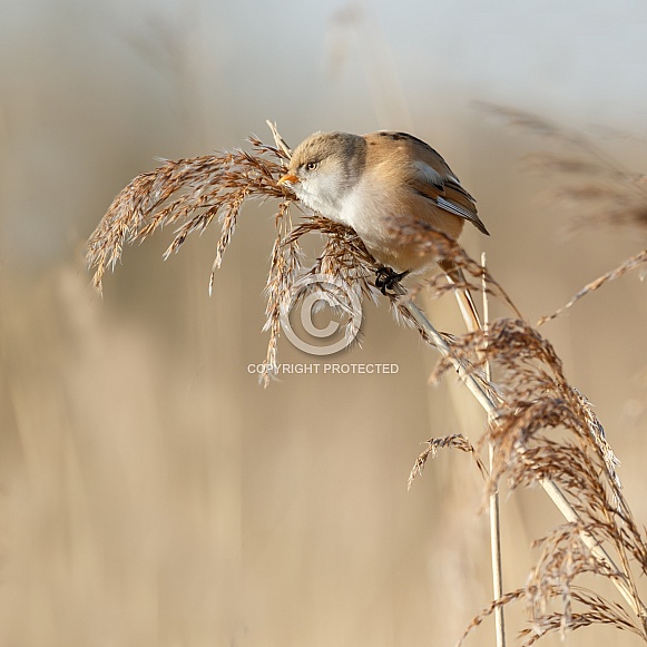 The bearded reedling (Panurus biarmicus) The bearded reedling (Panurus biarmicus)