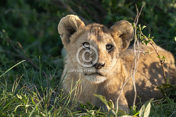 Close up head shot of a lion cub in the grass Close up head shot of a lion cub in the grass
