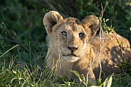 Close up head shot of a lion cub in the grass